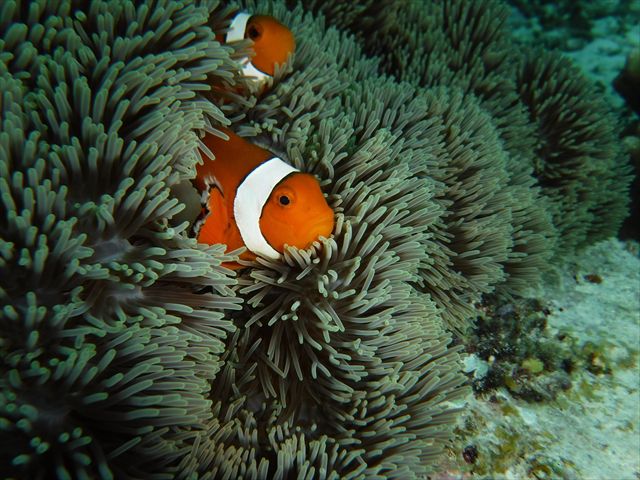 水納島ボートシュノーケル