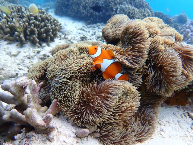 瀬底島バナナボートで行くスキンダイビング　