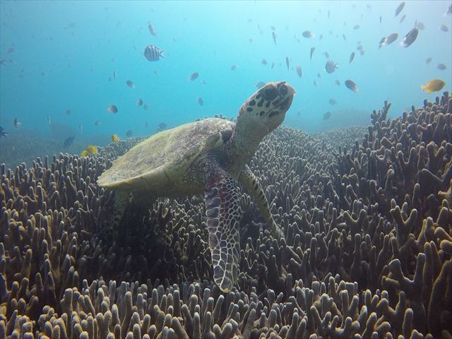 瀬底島周辺バナナボートで行くシュノーケリング